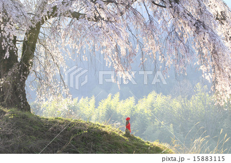 上発地のしだれ桜 15883115
