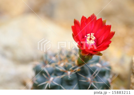 緋花玉 15883211