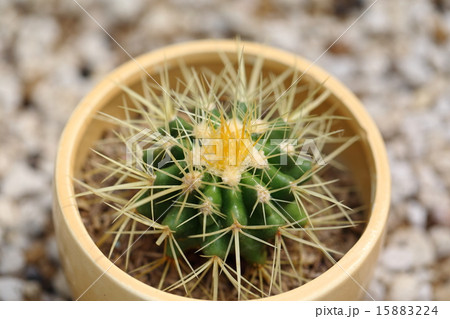 絶滅危惧植物　キンシャチ　絶滅危惧IA類 15883224