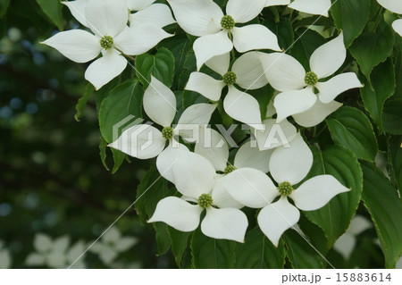 ヤマボウシ　白花　02 15883614