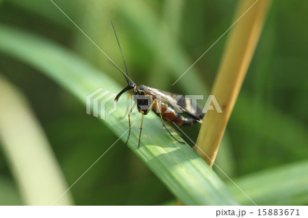 生き物 昆虫 ヤマトシリアゲ、初夏に出てくるタイプと秋のタイプは別種かと思えるほど色が違います 生き物 昆虫 ヤマトシリアゲ、初夏に出てくるタイプと秋のタイプは別種かと思えるほど色が違います 15883671