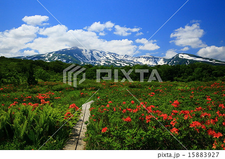 鳥海山　桑の木台湿原のレンゲツツジ 15883927