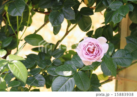 バラの花　ブルーバユー 15883938