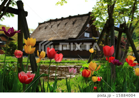 春の白川郷 15884004