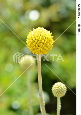 グラスペディア 15884049