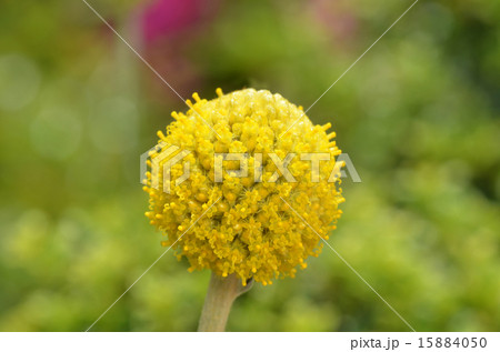 グラスペディア グラスペディア 15884050