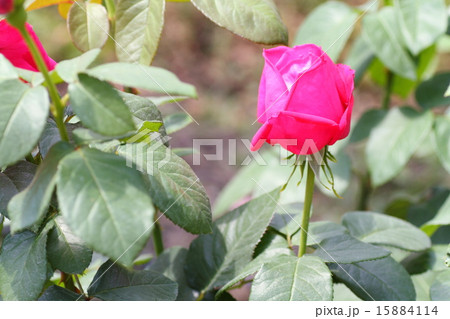 バラの花　マリアカラス 15884114