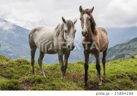 Two horses are waiting for travelers from the trai Two horses are waiting for travelers from the trai 15884286