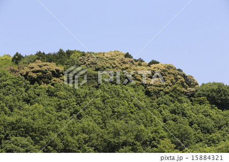 余野川　山村　 15884321