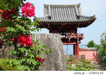 當麻寺のボタン 15884358