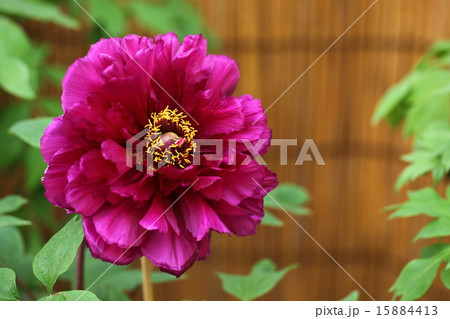 當麻寺のボタン 當麻寺のボタン 15884413