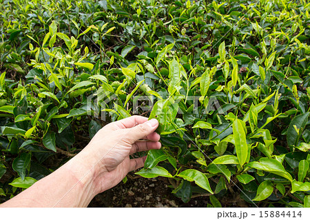 Hand of adult man plucking tea leaf. 15884414