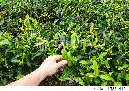 Hand of adult man plucking tea leaf. 15884415