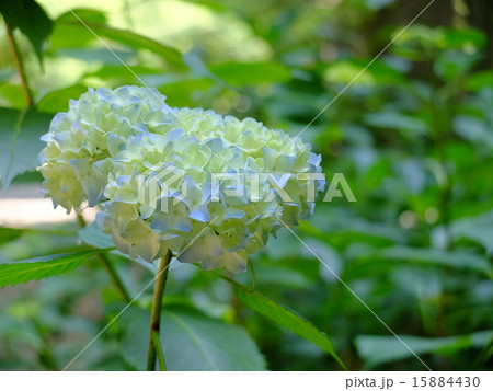 アジサイ 15884430