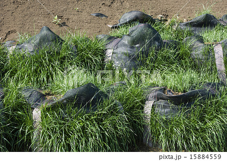 植生土嚢の工事 植生土嚢の工事 15884559