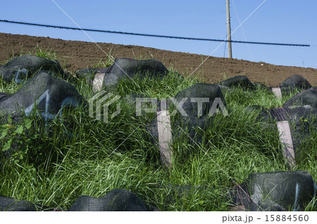 植生土嚢の工事 植生土嚢の工事 15884560