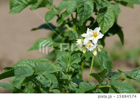 じゃがいもの花 じゃがいもの花 15884574