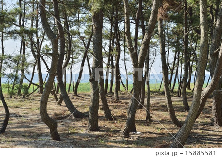 慶野松原 淡路島 慶野松原 淡路島 15885581