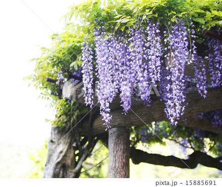 藤の花 藤の花 15885691