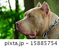 やさしい番犬 15885754