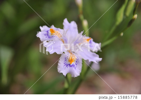 シャガの花 15885778
