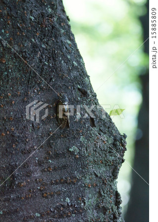 油蝉　夏の声 15885809