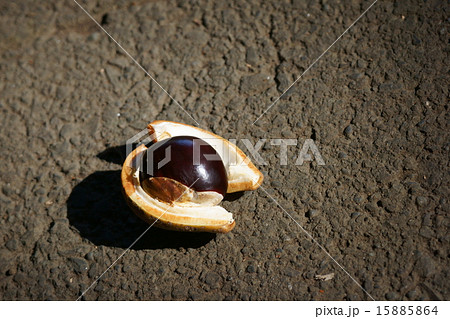 栃の実 栗のように大きいです。 栃の実 栗のように大きいです。 15885864