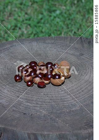 栃の実　栗のように大きいです。 15885866