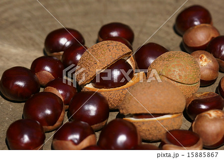 栃の実　栗のように大きいです。 15885867
