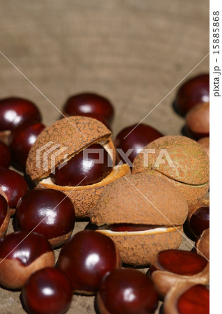 栃の実　栗のように大きいです。 15885868