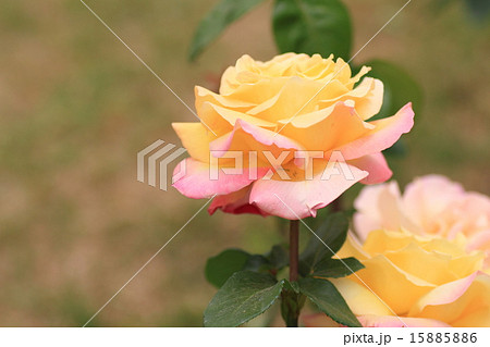 バラの花　ピース 15885886