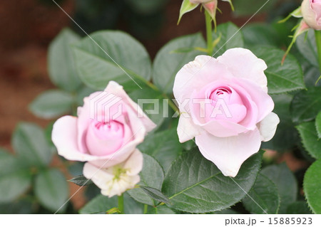 バラの花　ブルーバユー 15885923