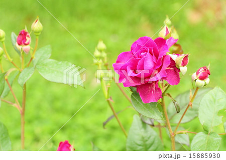 バラの花 イントゥリーグ バラの花 イントゥリーグ 15885930