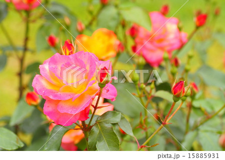 バラの花 アンネフランク バラの花 アンネフランク 15885931
