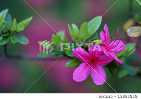 ツツジ 15885959