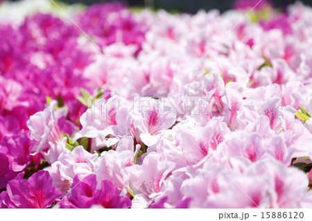 つつじ 15886120