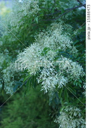 梣 トネリコと申します。 梣 トネリコと申します。 15886475