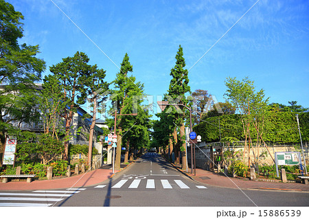 田園調布の銀杏並木 真中 夏の写真素材