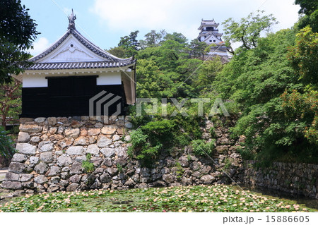 初夏の高知城 15886605