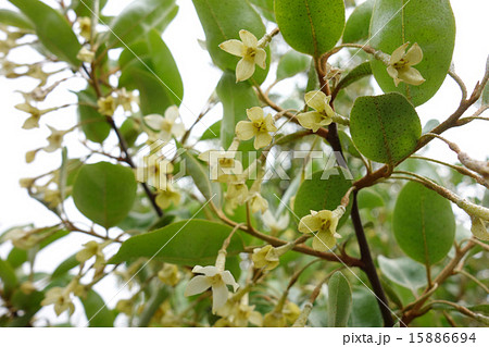 茱萸の花 15886694