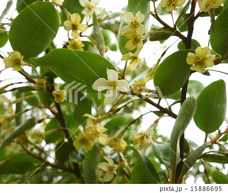 茱萸の花 15886695