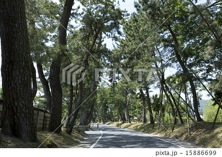 御油の松並木 15886699