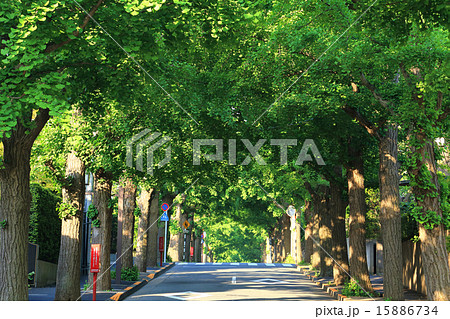 田園調布の銀杏並木（左側）　夏 15886734