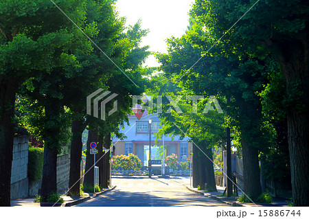 田園調布の銀杏並木（真中）　夏 15886744