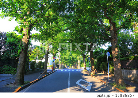 田園調布の銀杏並木（左側）　夏 15886857