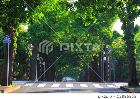 田園調布の銀杏並木（左側）　夏 15886858