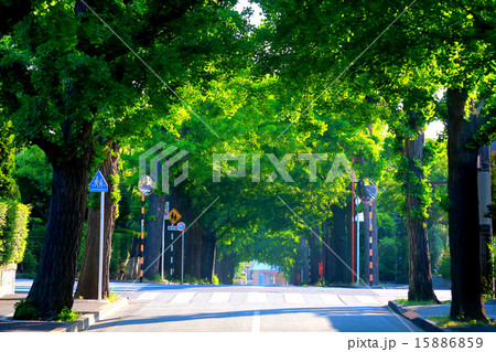 田園調布の銀杏並木 左側 夏の写真素材