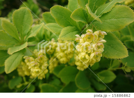 ヒロハヘビノボラズの花 15886862