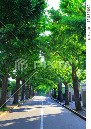 田園調布の銀杏並木(左側) 夏 田園調布の銀杏並木(左側) 夏 15886890