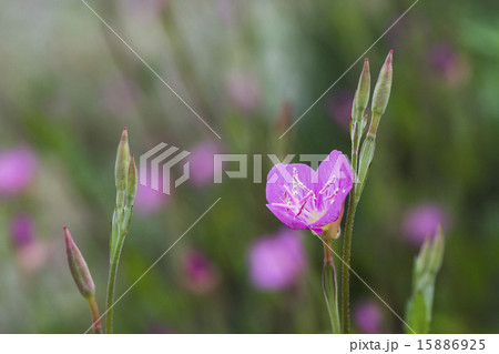 河原に咲く春の野の花　ユウゲショウ 15886925